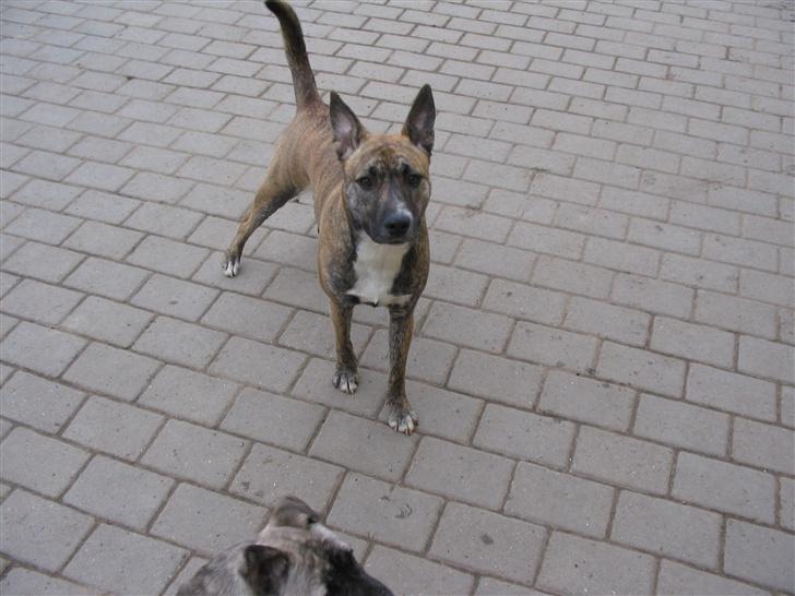 Blanding af racer Mana - Fuld a ballade billede 2