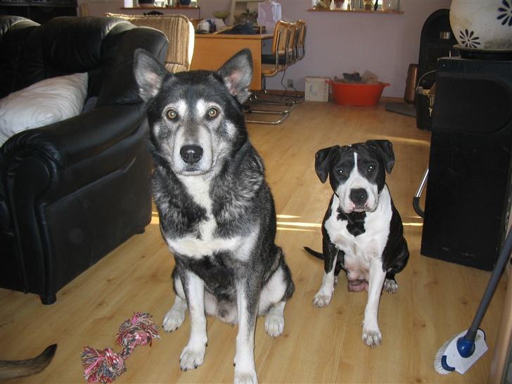 Blanding af racer Mana - Mana´s forældre. Sennie og Crazy <3 billede 3