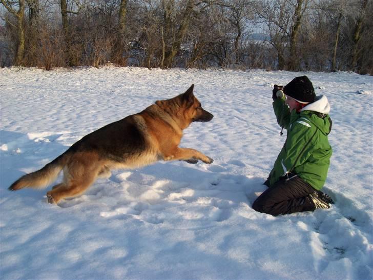 Schæferhund karats Diesel - julesjov 2009 billede 1