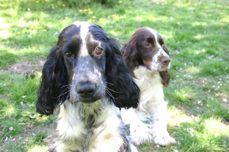 Cocker spaniel Mika - Lille Mika med Maggie i baggrunden billede 8