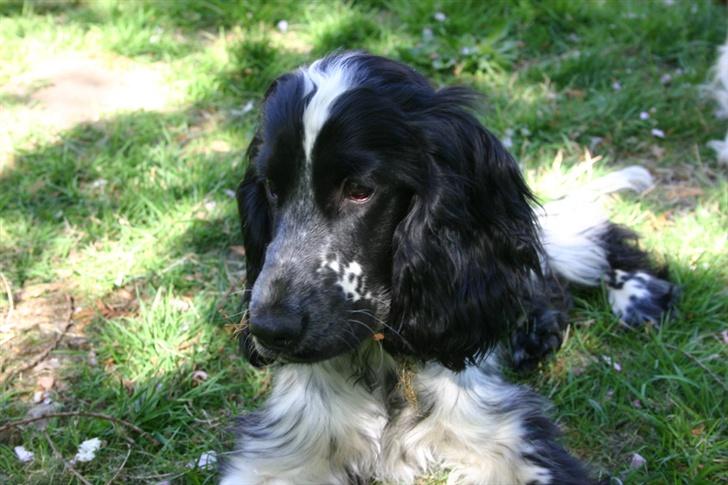 Cocker spaniel Mika - På græsplænen billede 9