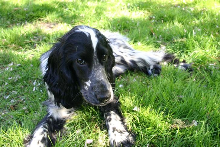 Cocker spaniel Mika - Nuser lille pige billede 10