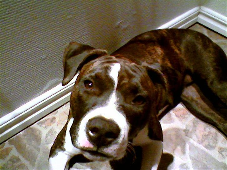 Amerikansk staffordshire terrier Smilla *R.I.P.* feb. 2010 - Jah det er så mig der er smukke Smilla:0) billede 1