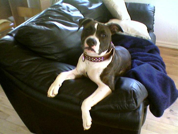 Amerikansk staffordshire terrier Smilla *R.I.P.* feb. 2010 - Jeg er mors pige, så jeg har min heeeelt egen sofa, men hvis du kommer forbi er der også plads til dig:0) billede 2