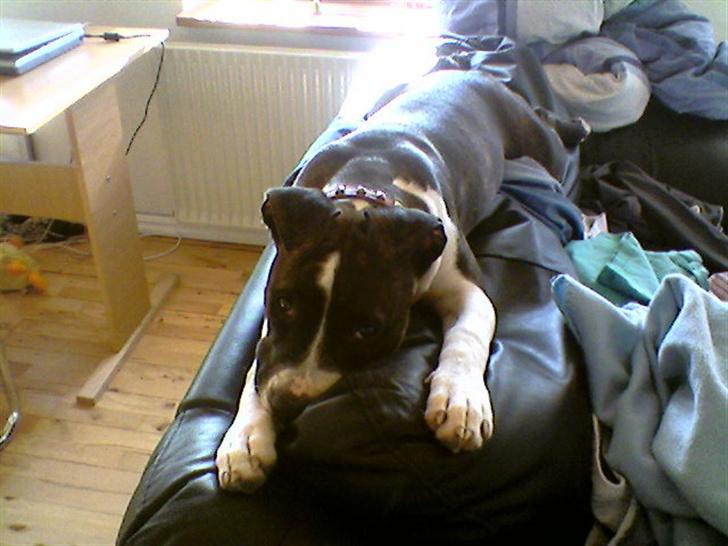 Amerikansk staffordshire terrier Smilla *R.I.P.* feb. 2010 - Jeg ligger lige og putter....så lad mig dog være:0) billede 3