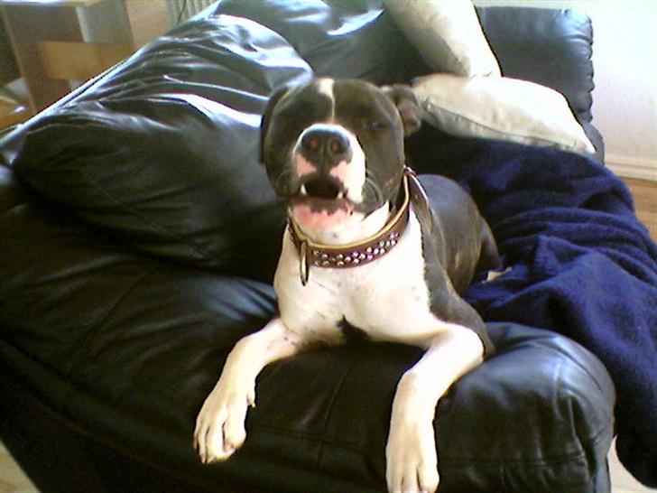 Amerikansk staffordshire terrier Smilla *R.I.P.* feb. 2010 - Uhhhhh jeg er farlig billede 4