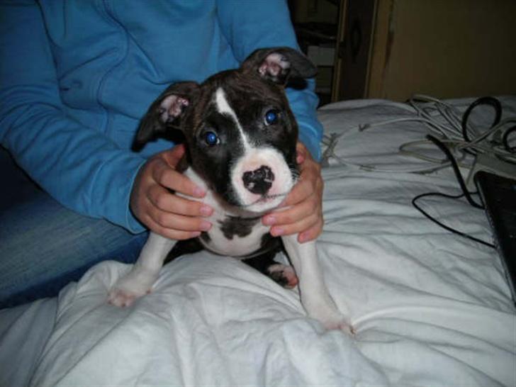 Amerikansk staffordshire terrier Smilla *R.I.P.* feb. 2010 - Er det nu du tar´ det der billede eller hva´???? billede 5