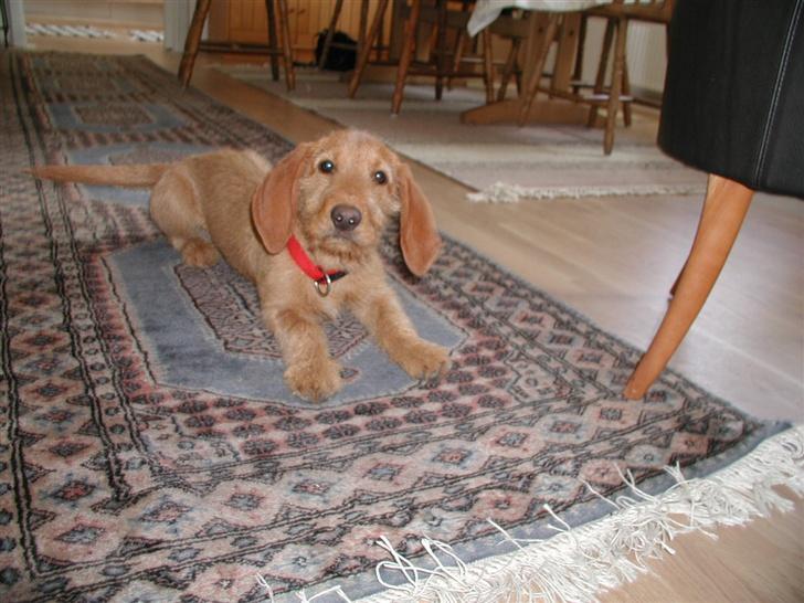 Basset fauve de bretagne Freya - Frey når sit ynglings gulvtæppe billede 2