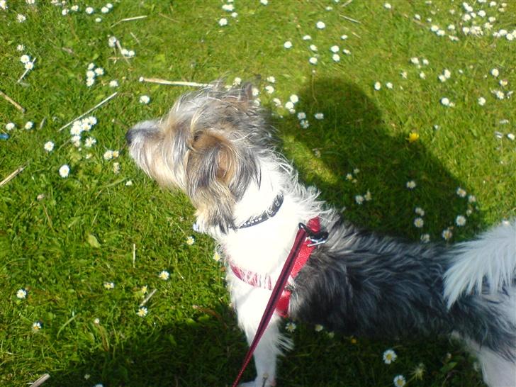 Parson russell terrier Freya billede 11