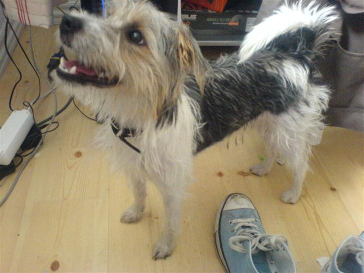 Parson russell terrier Freya - Skal vi lege nu!?! billede 12