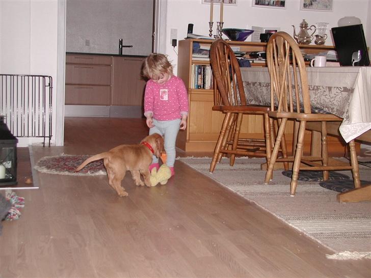 Basset fauve de bretagne Freya - Freya og Gabriella er bedste venner  billede 3