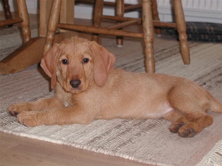 Basset fauve de bretagne Freya - og så hygge billede 4