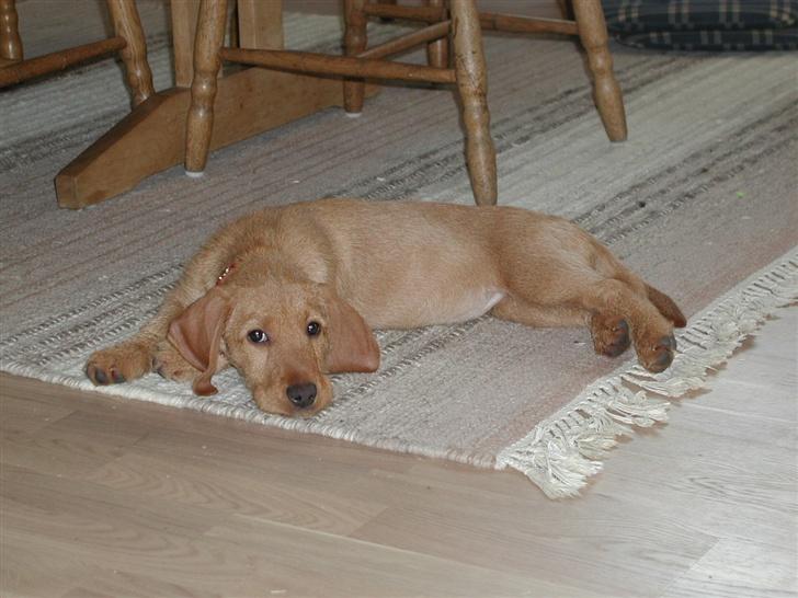 Basset fauve de bretagne Freya billede 5