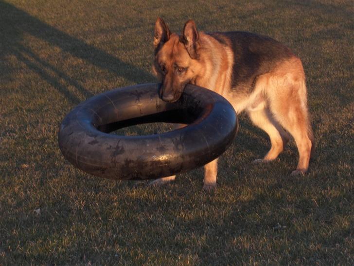 Schæferhund karats Diesel billede 9