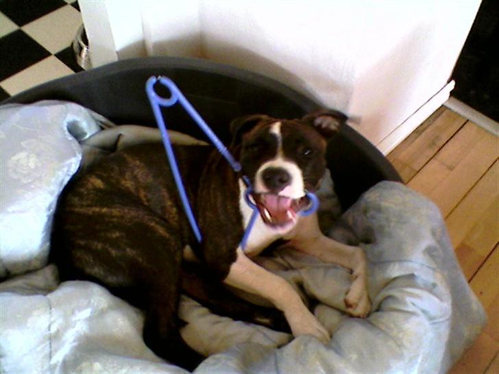 Amerikansk staffordshire terrier Smilla *R.I.P.* feb. 2010 - He he se hvad jeg har fundet, du får den ikke:0) billede 6