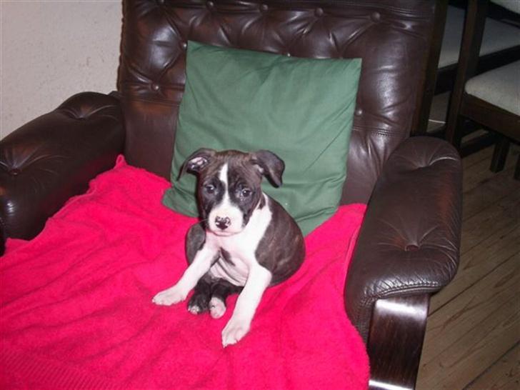 Amerikansk staffordshire terrier Smilla *R.I.P.* feb. 2010 - Her er jeg bare lille og ny, og fylder ikke så meget. billede 7