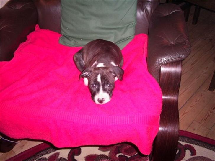 Amerikansk staffordshire terrier Smilla *R.I.P.* feb. 2010 - Jeg er træææt. billede 8