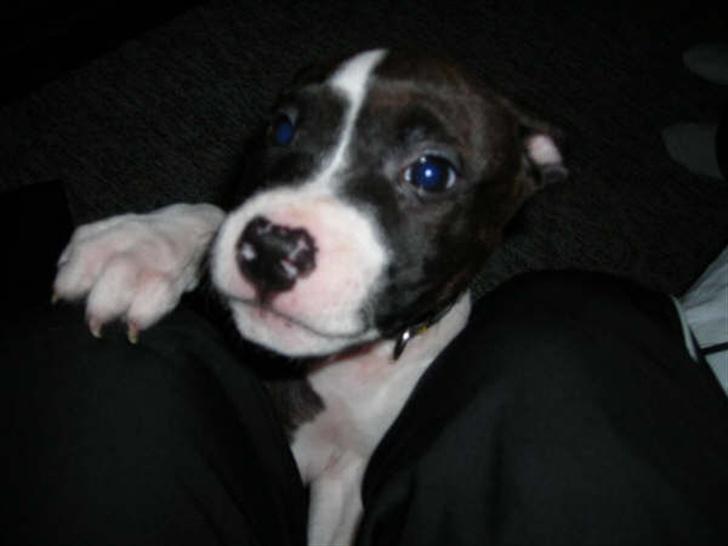 Amerikansk staffordshire terrier Smilla *R.I.P.* feb. 2010 - Jeg kommer lige op og snakker lidt.... billede 9