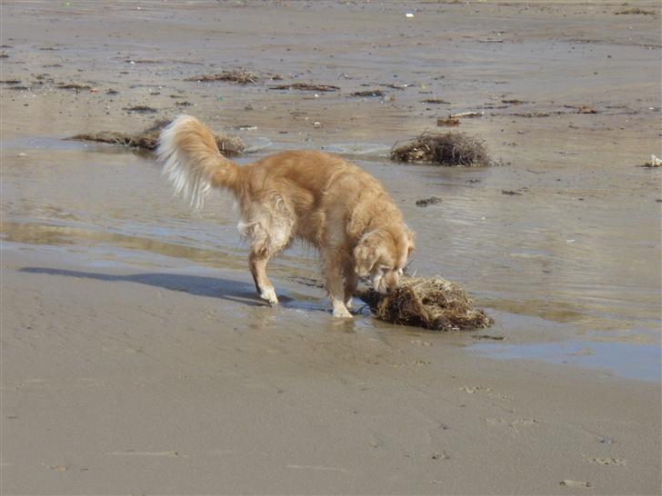 Golden retriever Basse billede 12