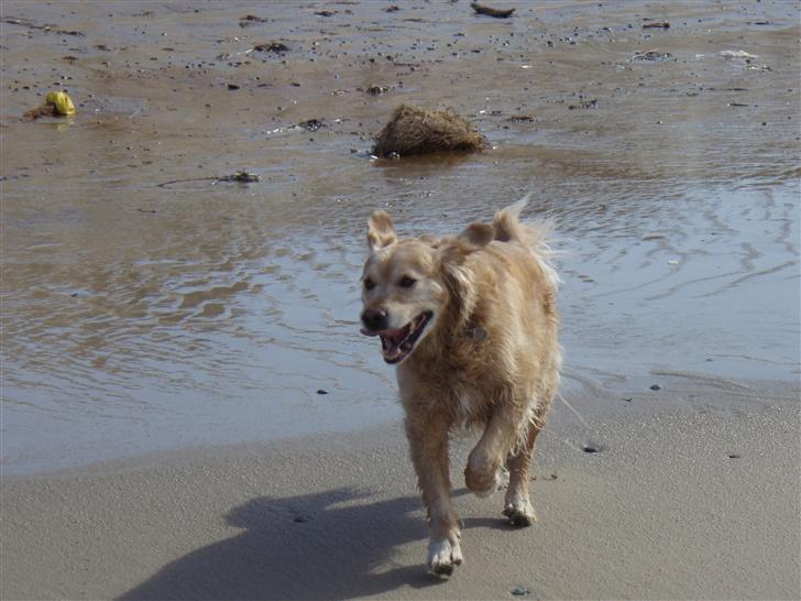 Golden retriever Basse billede 13