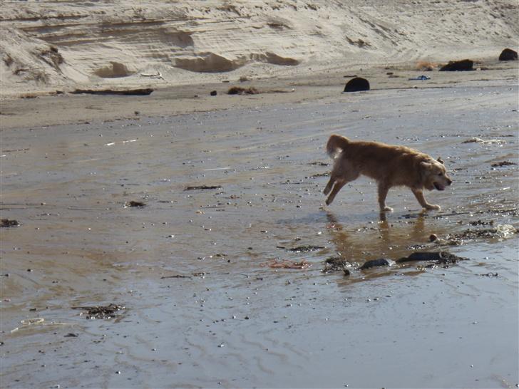 Golden retriever Basse billede 14