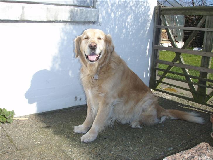 Golden retriever Basse billede 15