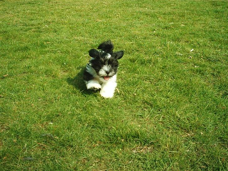 Lhasa apso Joey - Dejligt med en løbetur i det gode vejr! billede 3