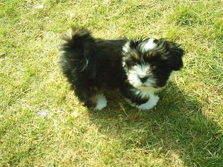 Lhasa apso Joey - Hva´ så? billede 4