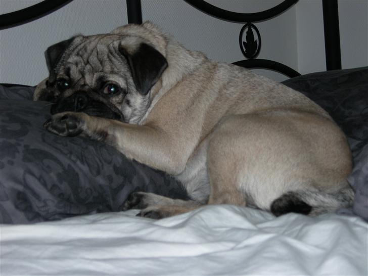 Mops Luna - Må godt ligge i seng, Luna?? billede 16