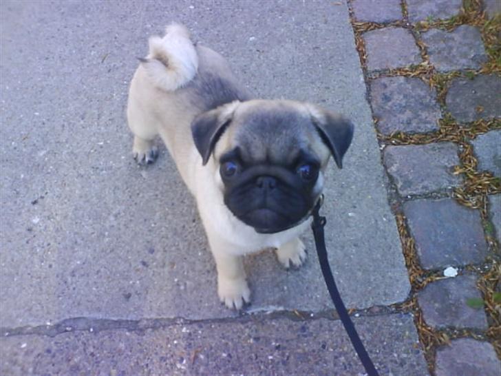 Mops Foxy    R.I.P billede 8