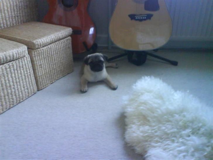 Mops Foxy    R.I.P billede 9