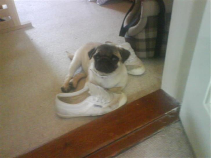 Mops Foxy    R.I.P billede 10