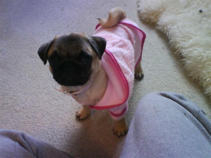 Mops Foxy    R.I.P billede 11