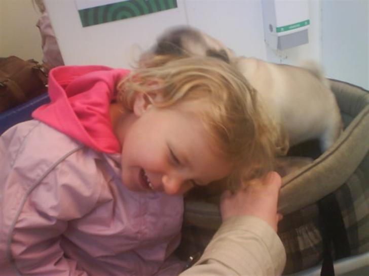 Mops Foxy    R.I.P billede 12