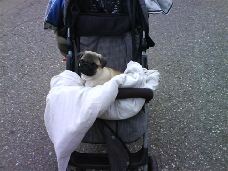 Mops Foxy    R.I.P billede 13