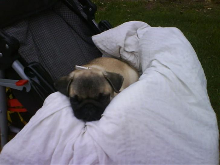 Mops Foxy    R.I.P billede 14