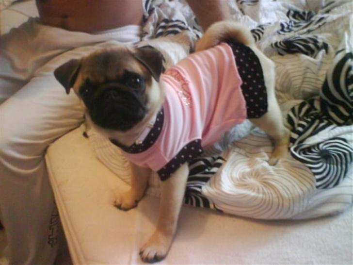 Mops Foxy    R.I.P billede 15