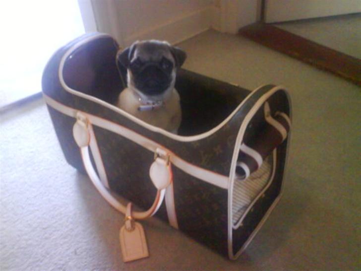 Mops Foxy    R.I.P billede 16