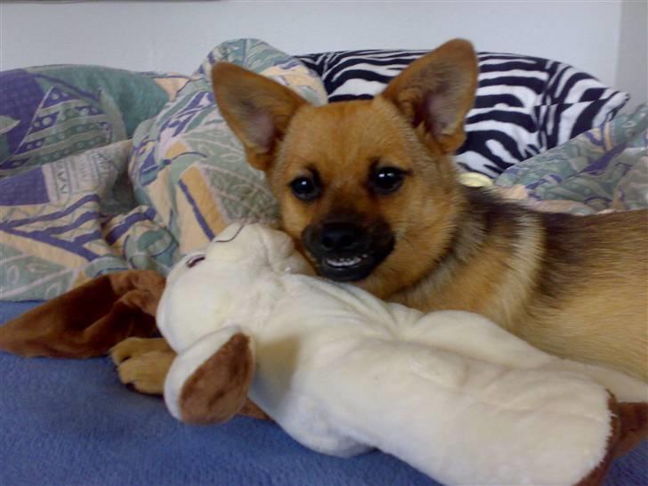 Blanding af racer bianca billede 1