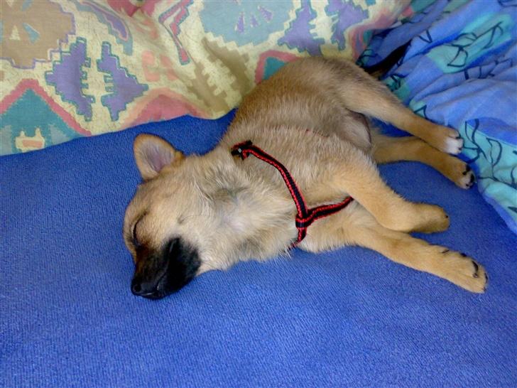 Blanding af racer bianca billede 2