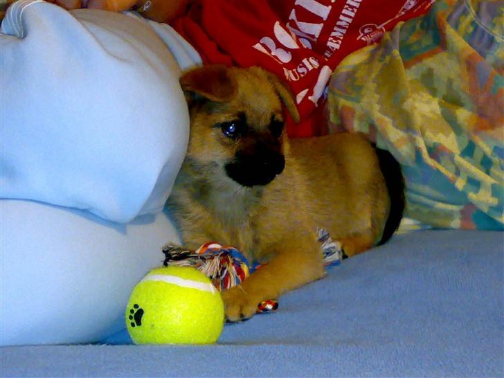 Blanding af racer bianca billede 3