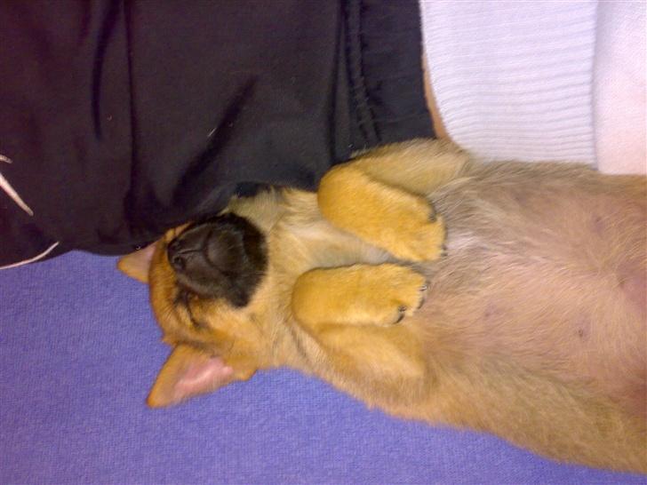 Blanding af racer bianca billede 4