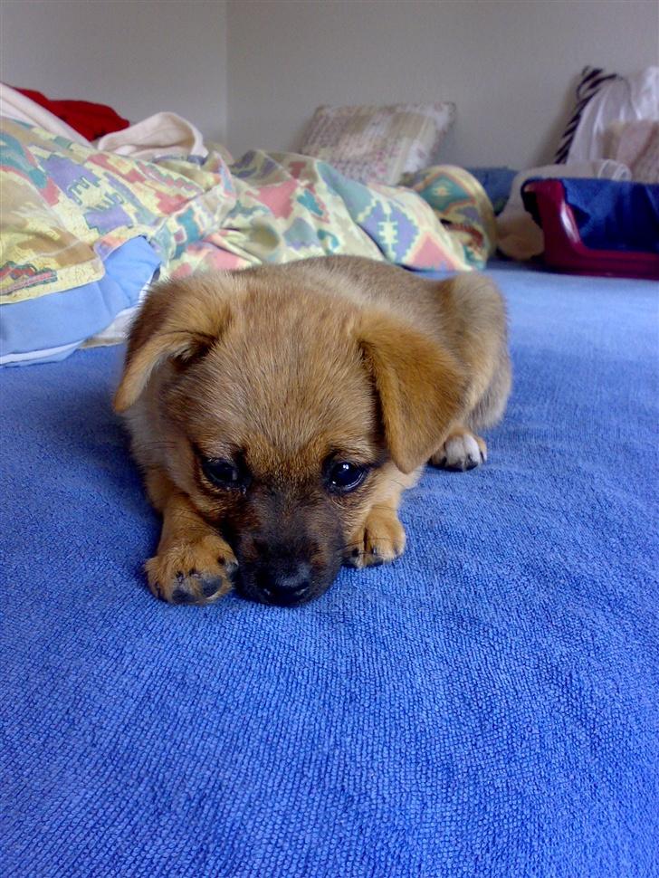 Blanding af racer bianca billede 5