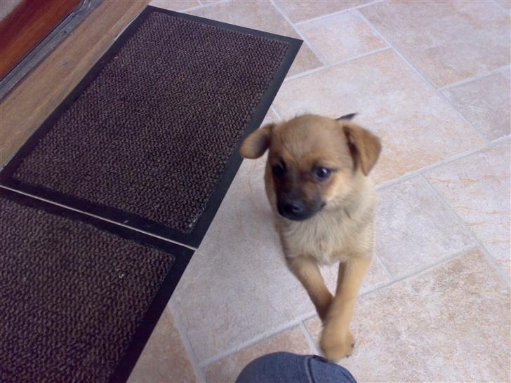 Blanding af racer bianca billede 6