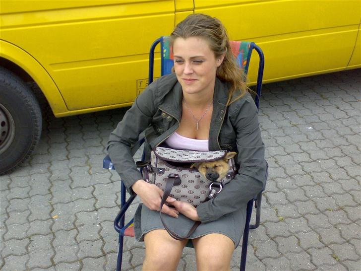 Blanding af racer bianca - træt hund på krammermarket. så måtte jeg jo købe en taske hun kunne sove i. :-) billede 7