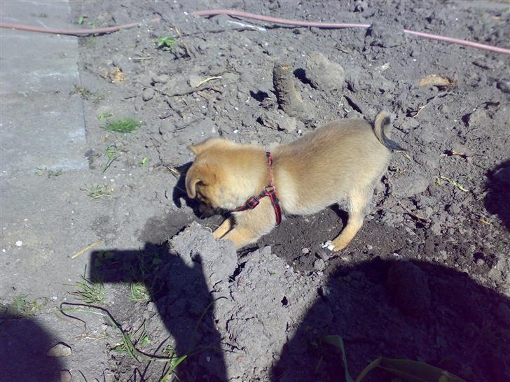 Blanding af racer bianca - elsker at grave. billede 8