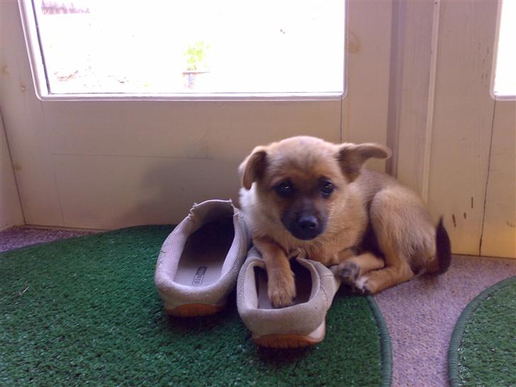 Blanding af racer bianca - lå jo lige og sov.. hvad vil du ? billede 9