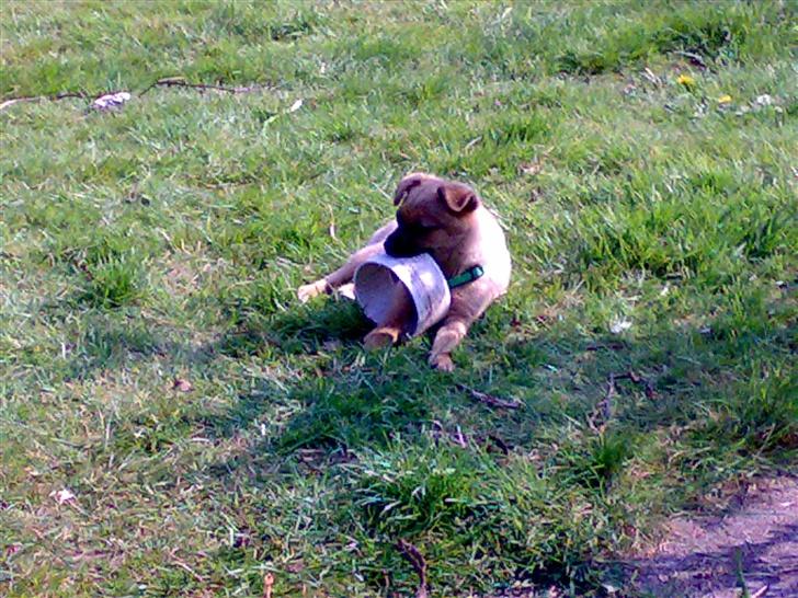 Blanding af racer bianca billede 10