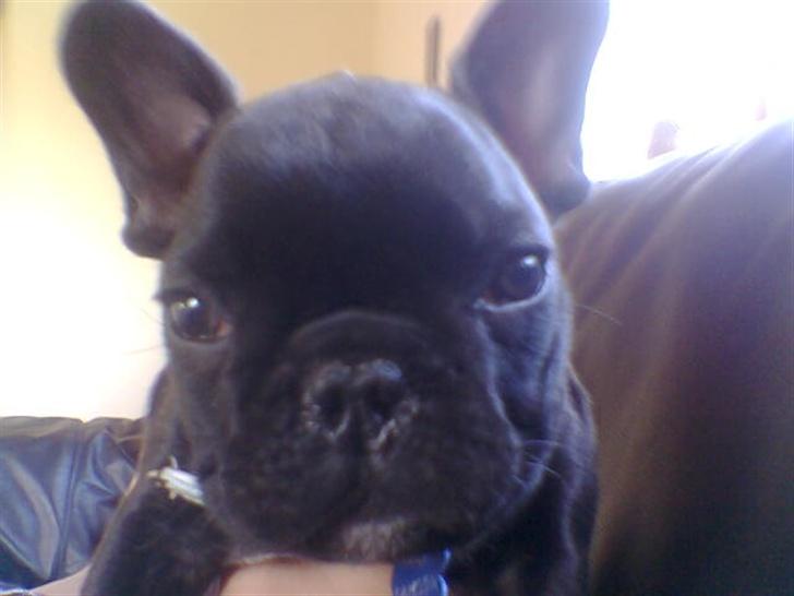 Fransk bulldog Samson billede 6