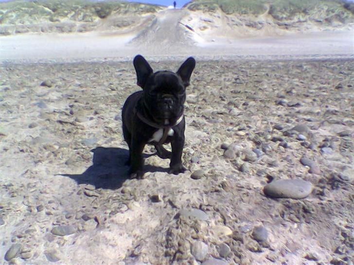 Fransk bulldog Samson billede 7